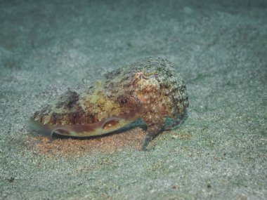 Mürekkep balığı, sualtı