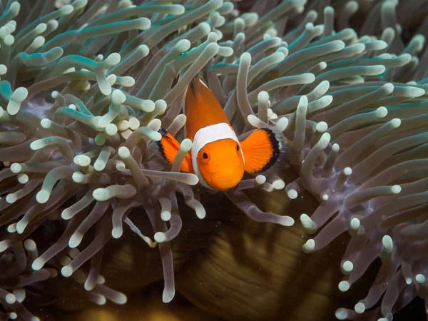 Pez payaso anémona bajo el agua, Filipinas — Foto de Stock