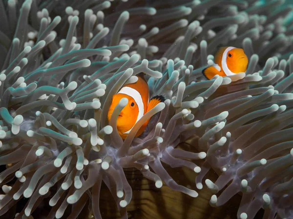 Clown-Anemonenfische unter Wasser, Philippinen — Stockfoto