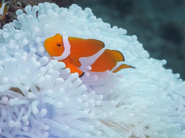 Pez payaso anémona bajo el agua, Filipinas — Foto de Stock