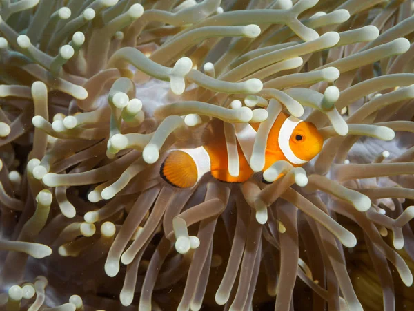 Pod vodou, klaun anemonefish na Filipíny — Stock fotografie