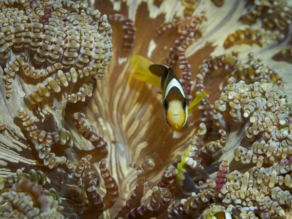 Clown fish at underwater — Stock Photo, Image