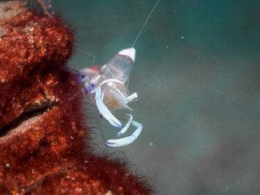 Cam karides, denizaltı