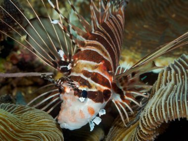 Aslan balığı, sualtı