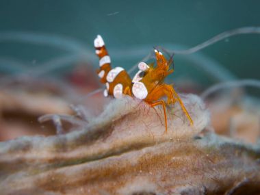 Sualtı, bodur karides