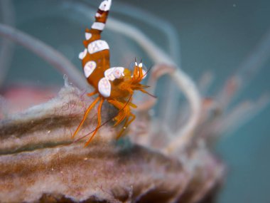 Sualtı, bodur karides