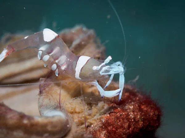 Glass shrimp at undersea — Stock Photo, Image