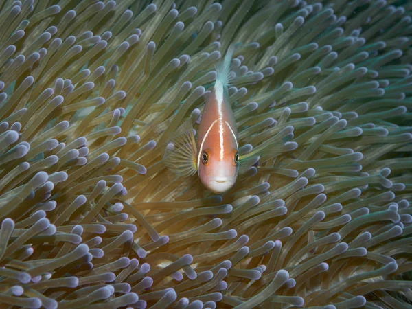 ピンクのアネモネ魚 — ストック写真