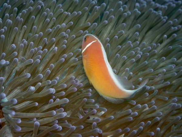 Rosa Anemonenfisch — Stockfoto