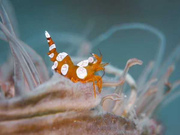 Squat shrimp at underwater — Stock Photo, Image