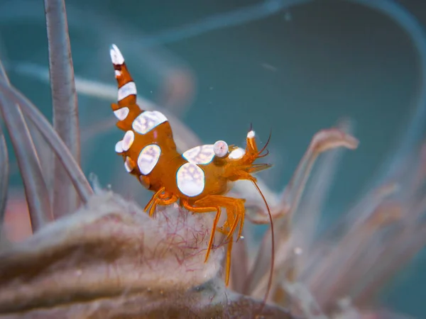 Squat shrimp at underwater — Stock Photo, Image