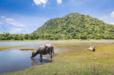 Türkiye su buffalo(Carabao) nehir