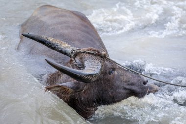 Su bufalosu - Yang nehre