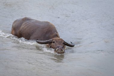 Su bufalosu - Yang nehre