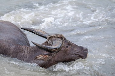 Su bufalosu - Yang nehre