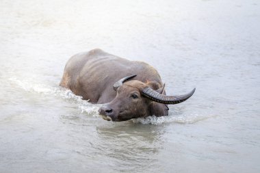 Su bufalosu - Yang nehre