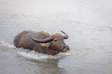 Su bufalosu - Yang nehre