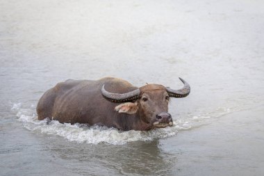Su bufalosu - Yang nehre