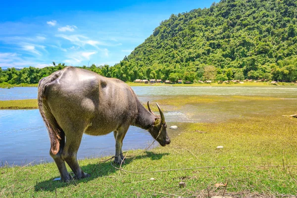 Filipinas búfalo de agua (Carabao) en el río —  Fotos de Stock