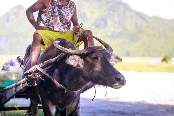 Búfalo de agua - Carabao en Filipinas —  Fotos de Stock