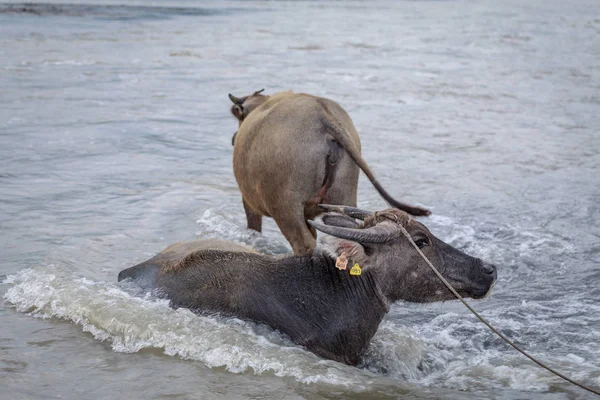 Búfalo de agua - Carabao en el río —  Fotos de Stock