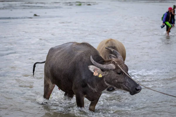 Búfalo de agua - Carabao en el río —  Fotos de Stock