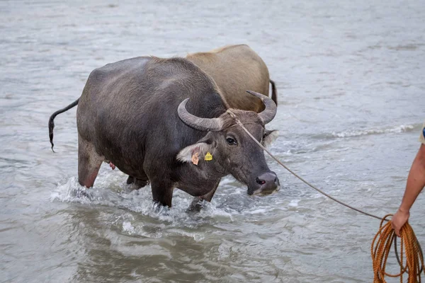 Búfalo de agua - Carabao en el río —  Fotos de Stock