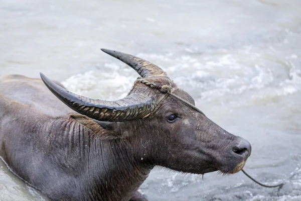 Búfalo de agua - Carabao en el río —  Fotos de Stock