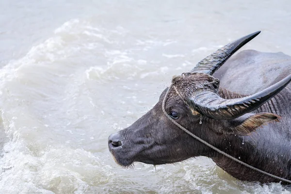 Búfalo de agua - Carabao en el río —  Fotos de Stock