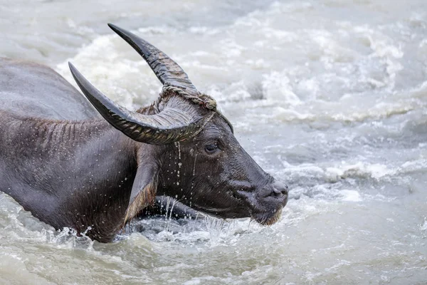 Búfalo de agua - Carabao en el río —  Fotos de Stock