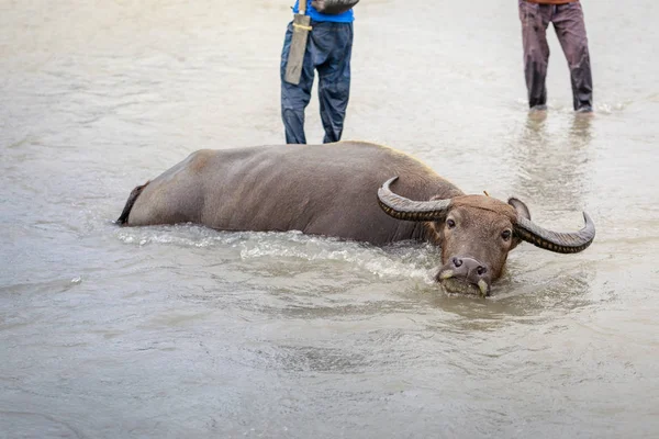 Búfalo de agua - Carabao en el río —  Fotos de Stock