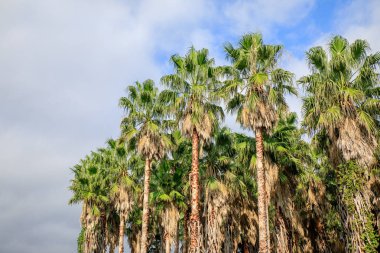 Jeju plam ağaç sonbahar