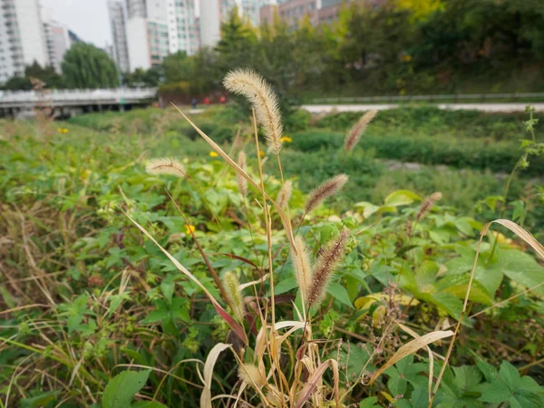 Caña común del río en temporada de otoño — Foto de Stock