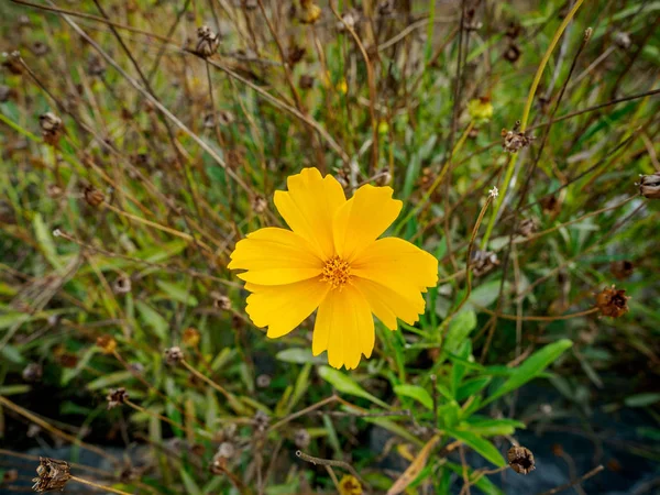 Κίτρινο λουλούδι το φθινόπωρο — Φωτογραφία Αρχείου