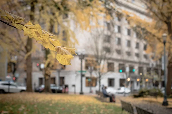Portland 'da sarı sonbahar parkı manzarası — Stok fotoğraf