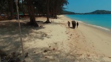 Havadan görünümü. Bir Bang Tao Beach üzerinde yürüyen fil. Phuket Adası. Tayland
