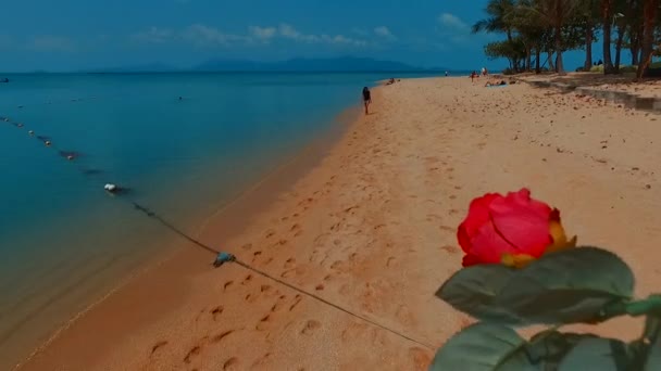 Geben eine Blume für junge Dame am Strand per Drohne. samui. Thailand. — Stockvideo