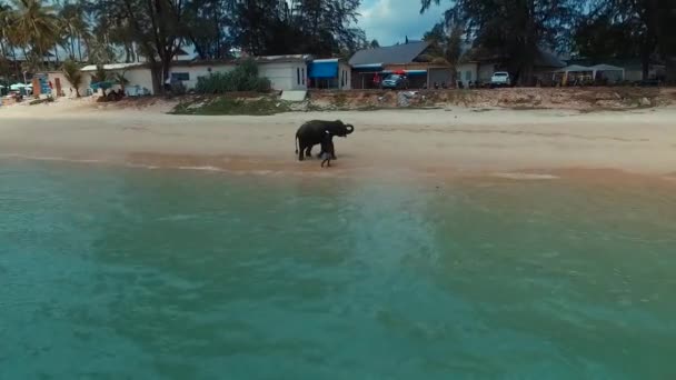 Flygande över elefanten på Bang Tao beach. Phuket. Thailand. Flygfoto. — Stockvideo