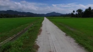 Hava: pirinç alan üzerinde uçan.