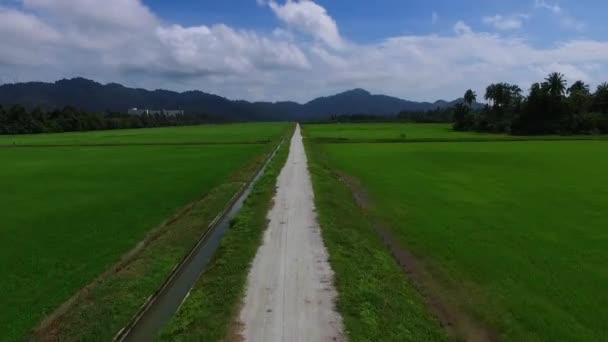 Aéreo: Campo de arroz e vista para a montanha . — Vídeo de Stock