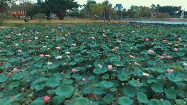 Антени: Lotus видом на озеро і храм. — стокове відео