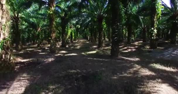 Aerial: Flying in a palm grove. — Stock Video