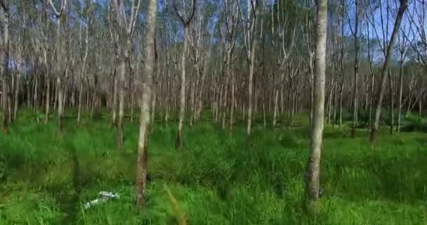 Aérea: Volando en un huerto de árboles de goma. Hevea. . — Vídeos de Stock