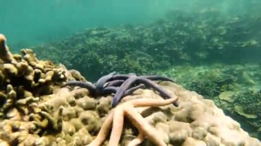 Timelapse: Deniz yıldızı sualtı hayatı.