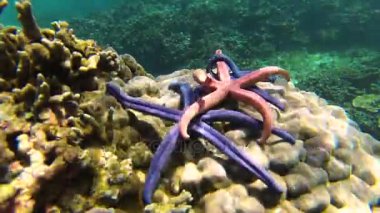 Timelapse: su altında sürünerek üç deniz yıldızı.