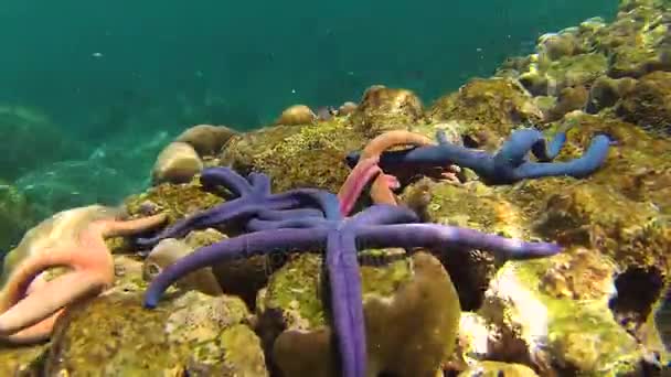 Timelapse: Cinco estrellas de mar arrastrándose sobre el arrecife bajo el agua . — Vídeos de Stock