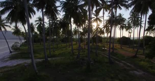 Aérien : Lumière du soleil à travers les palmiers au coucher du soleil .