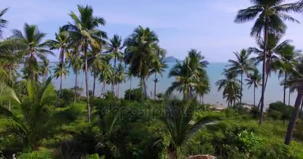 Antenne: Palmenhain am Strand mit Blick auf die Inseln. — Stockvideo