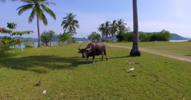 Aerial: Bull pastzing on the field on the island near the beach . — стоковое видео