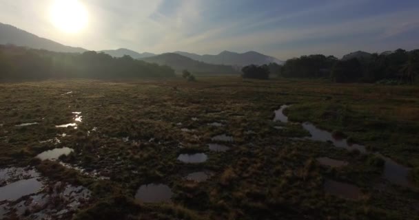 Aérea: Salida del sol en el campo de arroz entre las montañas y vaca pastando . — Vídeo de stock